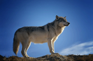 Billed af en ulv